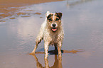 Jack Russell Terrier