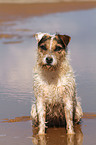 sitting Jack Russell Terrier