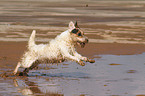 running Jack Russell Terrier