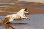 running Jack Russell Terrier