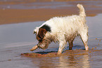 playing Jack Russell Terrier