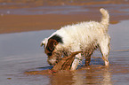 playing Jack Russell Terrier