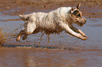 running Jack Russell Terrier