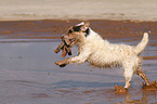 playing Jack Russell Terrier