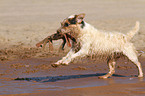 playing Jack Russell Terrier