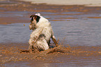 splashing Jack Russell Terrier