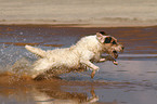 running Jack Russell Terrier