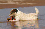 playing Jack Russell Terrier