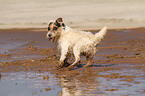 dirty Jack Russell Terrier