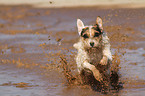 running Jack Russell Terrier