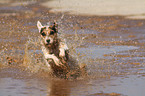 running Jack Russell Terrier