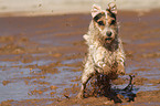 running Jack Russell Terrier