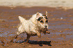 running Jack Russell Terrier