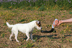 drinking Jack Russell Terrier