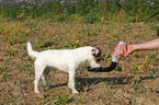 drinking Jack Russell Terrier