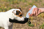 drinking Jack Russell Terrier