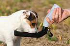 drinking Jack Russell Terrier