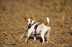 blind Jack Russell Terrier