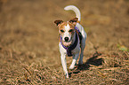 blind Jack Russell Terrier