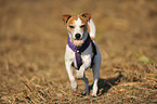 blind Jack Russell Terrier