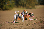 blind Jack Russell Terrier