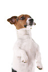 Jack Russell Terrier