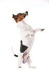 Jack Russell Terrier