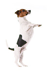 Jack Russell Terrier