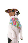 Jack Russell Terrier