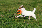 playing Jack Russell Terrier