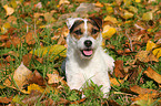 lying Jack Russell Terrier