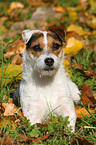 lying Jack Russell Terrier