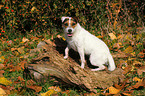 sitting Jack Russell Terrier