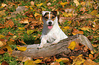 Jack Russell Terrier Portrait