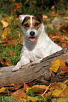 Jack Russell Terrier Portrait