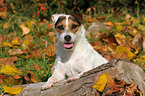 Jack Russell Terrier Portrait