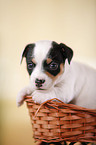 Jack Russell Terrier Puppy