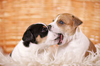 Jack Russell Terrier Puppy