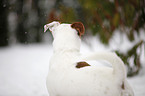 Jack Russell Terrier