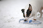 Jack Russell Terrier