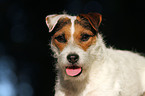 Jack Russell Terrier Portrait