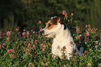 Jack Russell Terrier Portrait