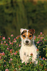 Jack Russell Terrier Portrait