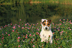 Jack Russell Terrier Portrait