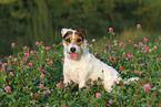 sitting Jack Russell Terrier