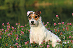 sitting Jack Russell Terrier