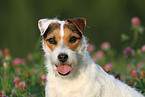 Jack Russell Terrier Portrait