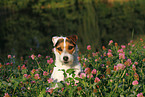 Jack Russell Terrier Portrait