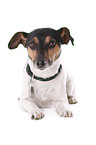 lying Jack Russell Terrier