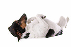 lying Jack Russell Terrier